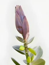 Silk Pink Red Dwarf Banana Plant Branch Tree Flower Artificial wedding Tropical