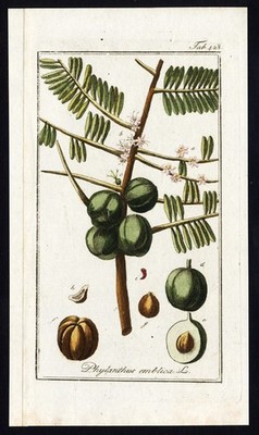 Antiker Flora Druck-PHYLLANTHUS EMBLICA-INDISCHE STACHELBEERE-AMLA BAUM-Zorn-1796