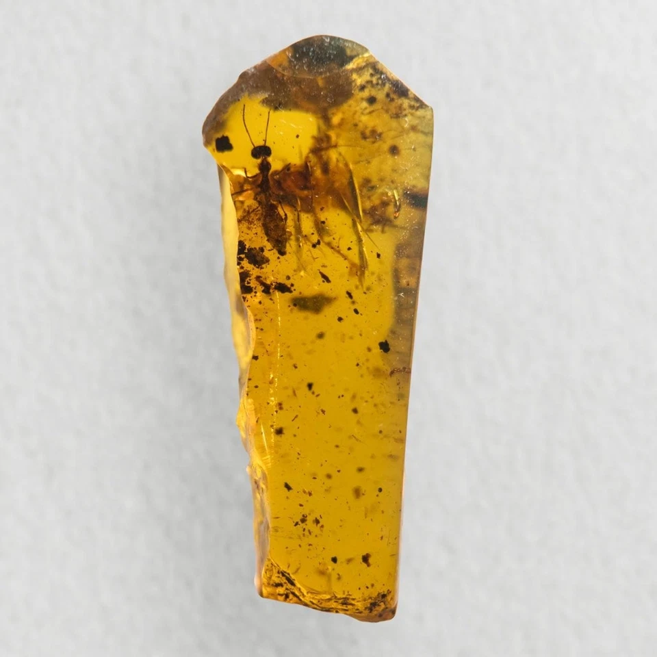 UNKNOWN INCLUSION in Burmese / Burmite amber fossil / 100% genuine amber  - Image 3 of 4