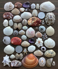 sea shell mix from japan Assortment of natural materials