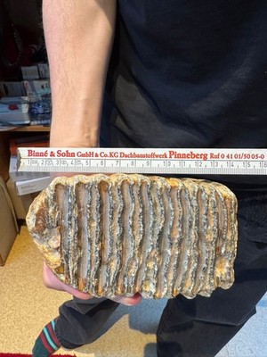 Mammut Backenzahn (Wollhaarmammut Molar)