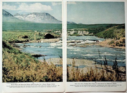 National Geographic 1954 Brown Bear Alaska Salmon Fishing Article - Picture 3 of 6