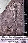 Rare, fine 6.5cm complete Branchiosaurus petrolei: Lower Permian, France