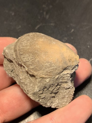 Muschel Jura aus Frankreich Fossilien FMG Sammlung - Bild 2 von 3