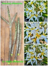 Talea di plumeria (Plumeria cutting) 45-50cm "Stella di Davide"