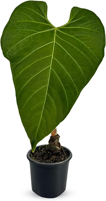 Anthurium regale aff アンスリウムレガレアフ Anthurium Regale Aff by LEAL PLANTS ECUADOR |Green Live House