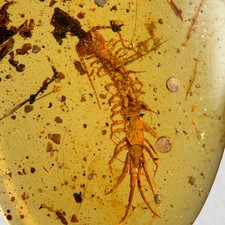 CENTIPEDE in Burmese / Burmite amber fossil / 100% genuine amber