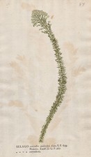 Selago corymbosa Blume flower Naturselbstdruck nature printing Kniphof 1757