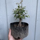 Zelkova (grey Bark Elm) Big Fat Broom Style Pre Bonsai Stock - Tree #7 — photo 8