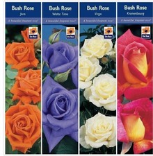 BARE ROOT Roses Fragrance Collection - Mixed Rose Bush Strong