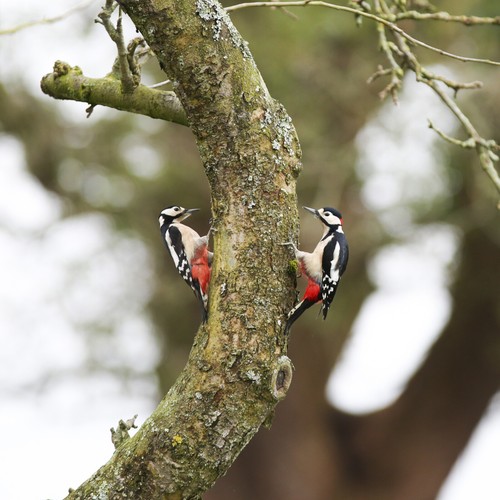 Kingfisher Natures Market Premium Wild Bird Hanging Peanut Garden Nut Feeder - Picture 7 of 7
