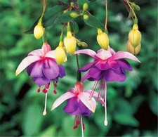 50pcs/bag Fuchsia Seeds Potted Flowers seeds,bonsai seeds.#4519