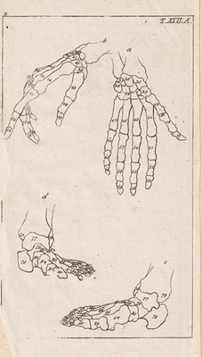 Skelet skeleton Kochen Hand medicine Medizin Kupferstich engraving Wilhelm 1800