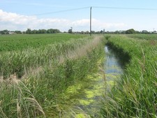 Photo A2 Dengemarsh Sewer towards New Romney This large marsh drain flow c2011