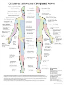 Nerves In Body Chart