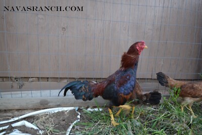 12  Bantam Aseel/Asil Hatching Eggs