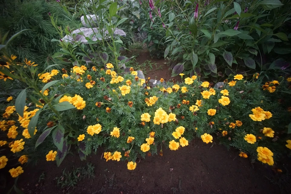 Tested [ Almost MINT ] Voigtlander Ultra Wide Heliar 12mm f/5.6 Aspherical #2247 - Image 4 of 4