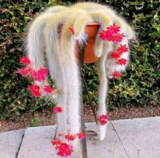  Cactus Monkey Tail long white 🏵️  Cutting 7cm length succulent plant