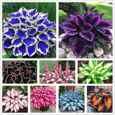 100 Hosta Seeds for Planting Outdoors, Mixed Color Rare Perennial Flower Seeds,