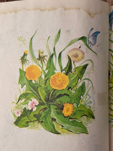 A Little Golden Book 1975 The Golden Egg Book and 1957 My First Counting Book - Picture 5 of 17