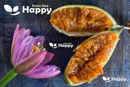 CLIMBING FLOWERS - Vines - Thunbergia Morning Glory Sweet Pea - Flower seeds - Picture 51 of 121