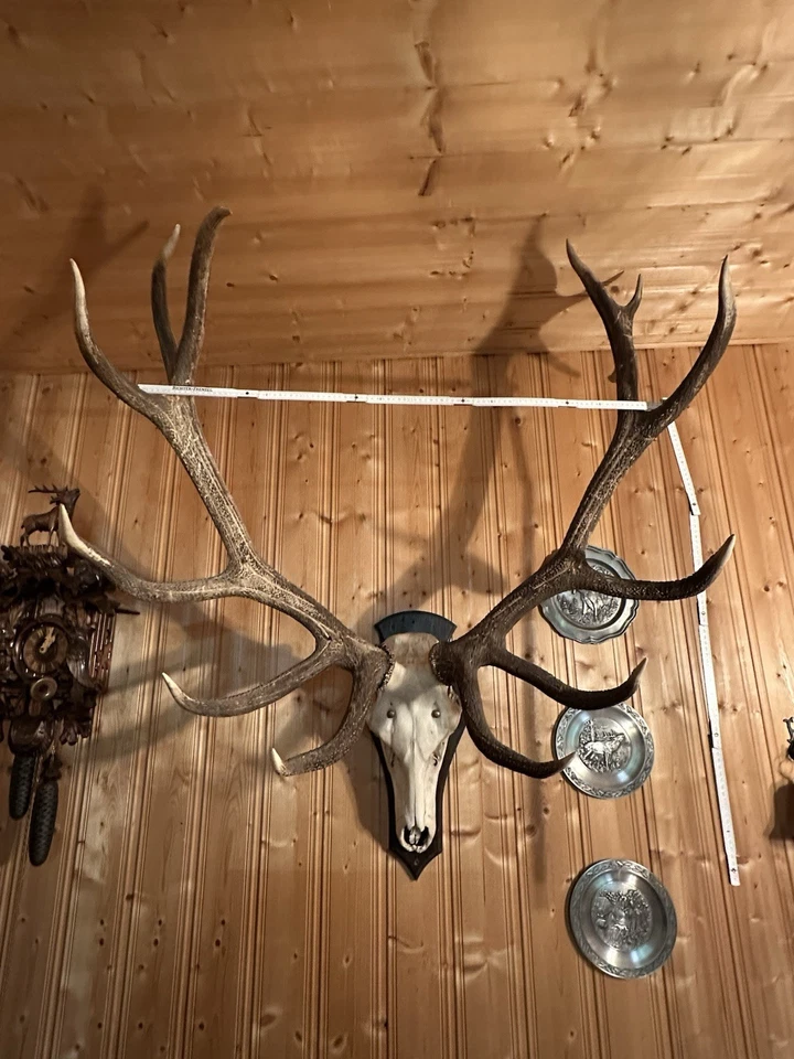 Kapitales Hirschgeweih 14 Ender, ca.9-10kg Gewicht, auf Brett montiert - Bild 4 von 4