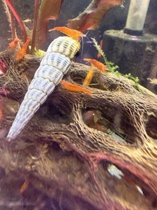 12 Orange Sunkist Neocardonia Shrimp Live Arrival Guarantee Free Shipping GradeA
