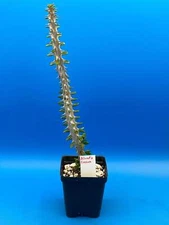 Madagascar Ocotillo Alluadia Procera 3.5” Pot Very Healthy