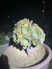 aeonium succulent plants Rose Bouquet Thick Stem & Rooted