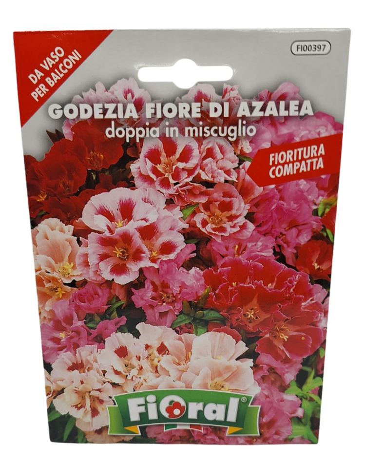 50 Semi Di Rosa Bianca E Viola, Arbusto Perenne. (#9808 - Foto 2