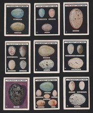 1920 's  Boy Scout - Birds Eggs - Advertising Collectors Cards - Cigarette Trade