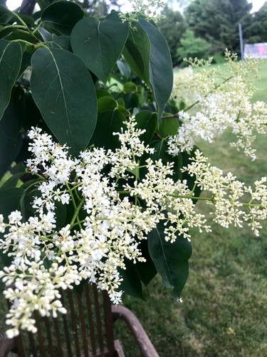 SEED-Japanese tree lilac (Syringa reticulata) - from an Ivory Silk Lilac - Picture 3 of 9