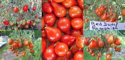 Tomaten Sorte: Red Dwarf Romanien .....Massenträger