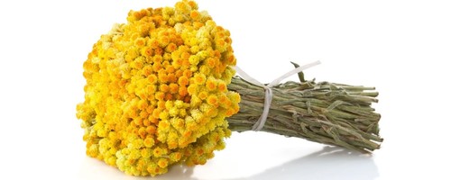 Italienische Erdbeere, Immortelle, Currypflanze (Helichrysum italicum) - SAMEN + Geschenk - Bild 4 von 5