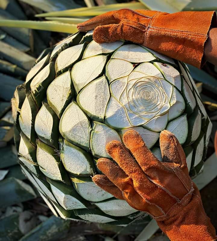 100 semillas agave azul tequilana weber | eBay