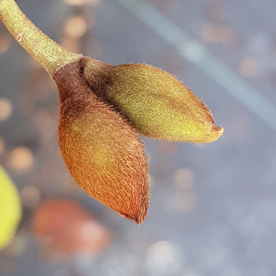 Michelia x Bubbles arbuste parfumé au feuillage persistant pour balcon et terrasse