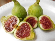 15 Cuttings of Vasillika Sika Fig Tree Ready To Root Make Your Own Plants!