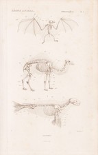 Anatomie Squelette Chauve-Souris Chameaux Gravure En Acier Cuvier 1849