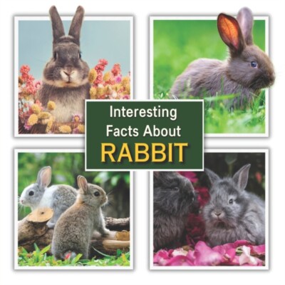 Mahi - Interesting Facts about Rabbit  Rabbit Educational Wildlife Pic - X555z