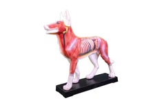 Ajanta Export Dog Acupuncture Model