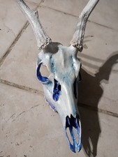 Indian Blessed Deer Skull