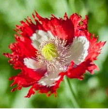 400+ Danish Flag Poppy Seeds **Fresh Seeds** ~~Free Shipping~~