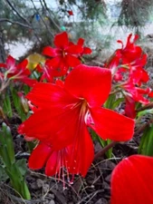 2 RARE Amaryllis Cross HIPPEASTRELIA Durga Pradhan bulb