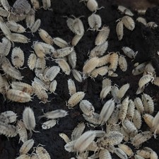 Live Isopods Clean-Up Crew for Reptile Enclosures Bioactive Terrarium Pets