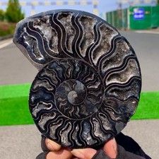 300G Rare!Natural Black Tentacle Ammonite Specimen Healing Madagascar