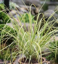 Pampasgras Golden Comet - XXXL Topf - Cortaderia selloana