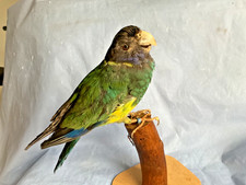 TAXIDERMY 28 PARROT BIRD