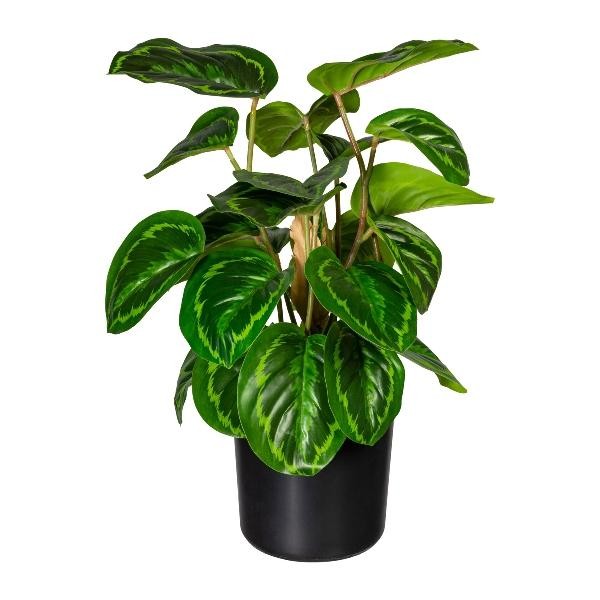 Artplants KüNstliche Pflanze Calathea Medaillon Strahn, GrüN, 45Cm-image
