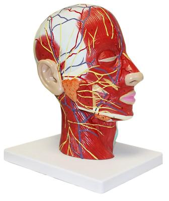 Human Half Head Superficial Neurovascular Anatomical Model with Musculature