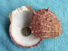 Spiny Oyster Purple Shells Approx. 2 1/2 "x 2"   Purple Spiny Shells